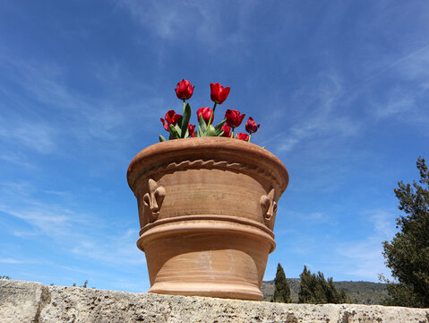 Fioritura estiva di tulipani rossi accesi coltivati all'interno di una grande conca in terracotta decorata su un muretto esterno in una giornata di sole