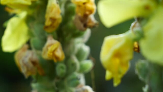 A bee collects pollen and nectar from the flowers of the common mullein.
The medicinal plant Mullein grows in forest edges, slopes, and dry meadows.