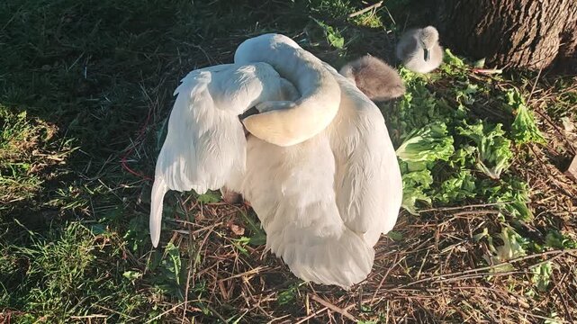 Close-up wildlife footage of a female mute swan sitting on a nest while newly hatched cygnets stay beside her. Natural nesting and parental care during the breeding season