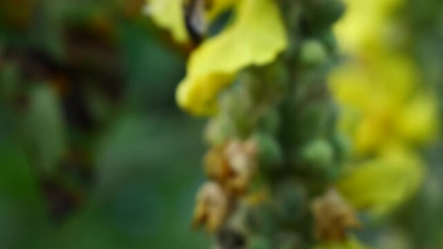 A bee collects pollen and nectar from the flowers of the common mullein.
The medicinal plant Mullein grows in forest edges, slopes, and dry meadows.