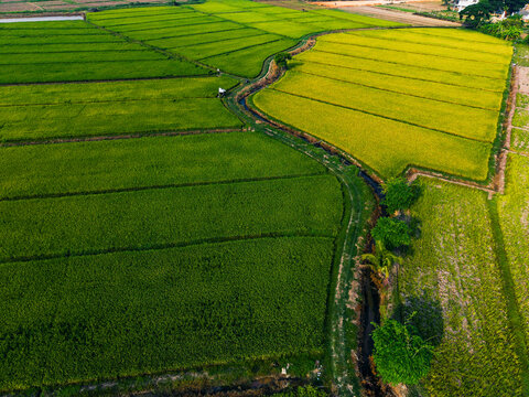 Aerial view rice fields with winding irrigation channel farmland Chiang Rai Thailand