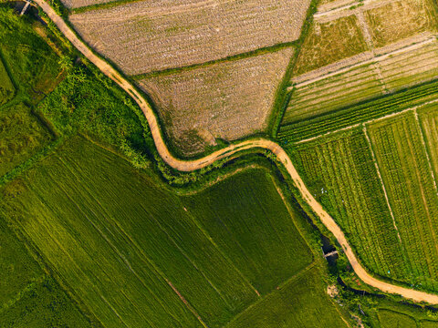 Winding dirt road crossing cultivated Rice fields from aerial view