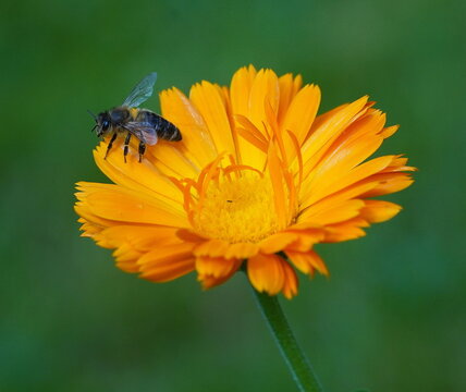 mining bee on a calendula flower