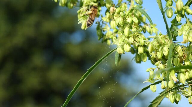 A bee collects nectar from hemp flowers.
This is industrial hemp - Cannabis sativa L. It is used to produce fabric, rope, paper...

