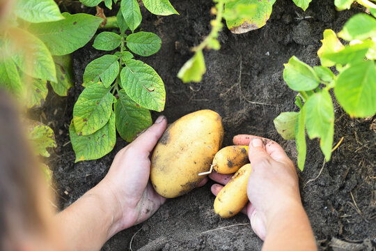 Harvesting fresh organic potatoes from soil by hands in the garden.