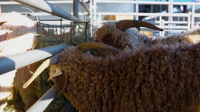 Two brown rams with horns eating hay at a farm