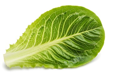 Fototapeta premium Lettuce Romaine Leaf for Fresh Healthy Meals on a White Background