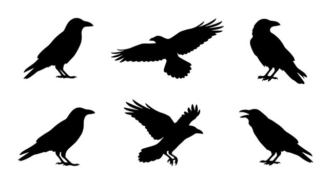 Black Bird Silhouettes: Crows, Ravens, and Eagles in Flight and Perched, Vector Icons