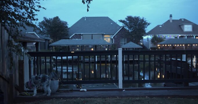 Spotted dog wanders along a wooden backyard deck by a quiet lakeside fence as suburban waterfront homes glow at blue hour.