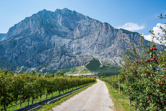 Ciclabile del Sarca, Trentino, tra i vigneti
