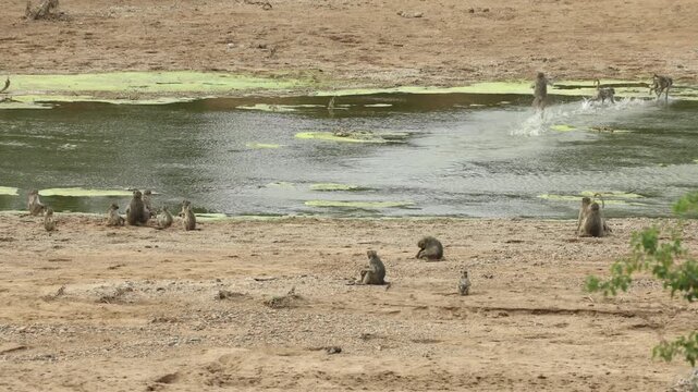 Chacma baboons walk through a shallow river in Kruger Park, when they suddenly become startled and begin running through the water while the rest of the troop watches from the sandy riverbed.