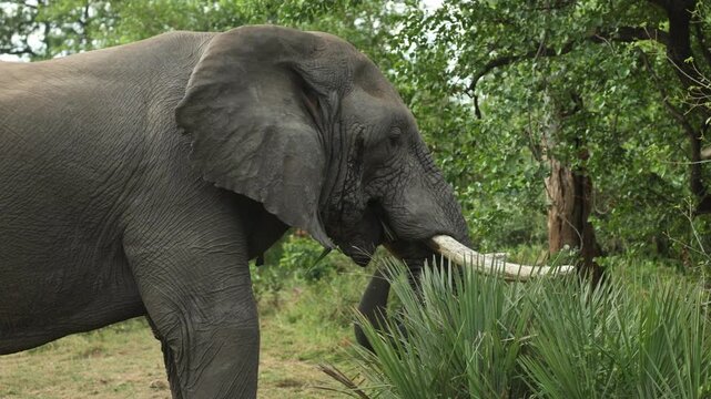 An African elephant bull feeding on a palm tree while for-tailed drongos fly around the large animal in an attempt to catch insects, Kruger National Park, South Africa.