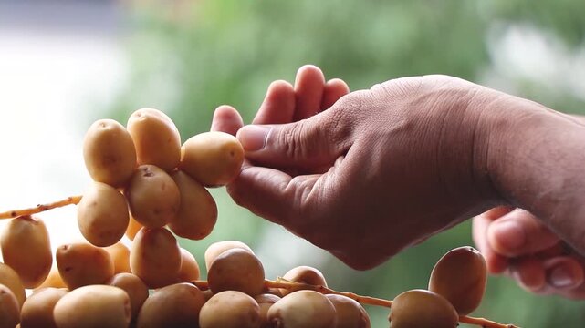 Organic Raw unripe dates display footage 