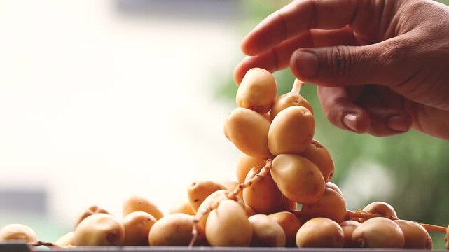 Organic Raw unripe dates display footage 