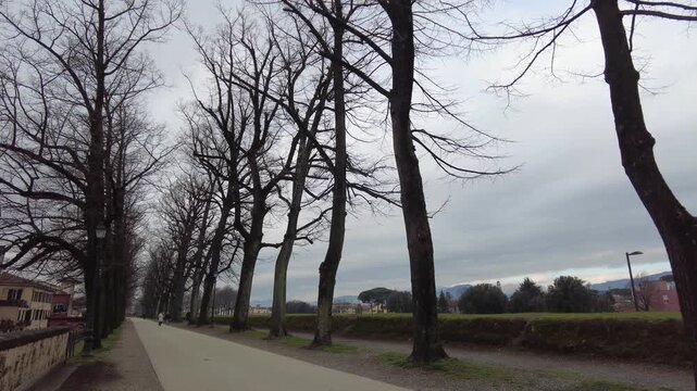 Tree-lined promenade atop the Renaissance Walls of Lucca, Lucca, Tuscany, Italy, bordered by mature plane trees, brick parapets and grassy earthworks forming the historic fortifications, pov shot.