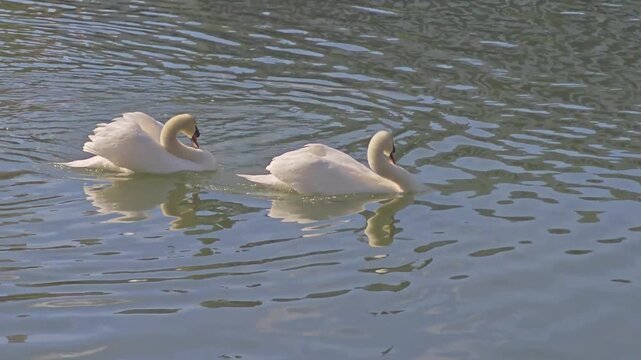Two male swans confront each other on a calm lake, displaying aggressive behavior and tension just before a territorial fight in natural daylight.