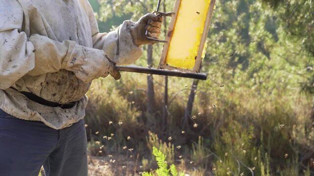 Static view of a beekeeper carefully removing bees from a honey-filled frame with a brush, highlighting precision, traditional technique, and the intricate structure of honeycomb under natural light.