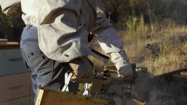 Static view of a beekeeper carefully removing bees from a honey-filled frame with a brush, highlighting precision, traditional technique, and the intricate structure of honeycomb under natural light.