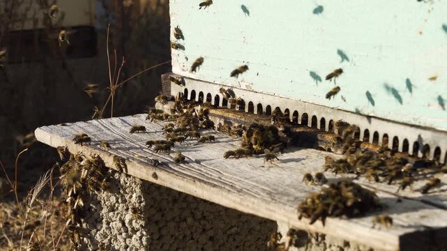 Steady close-up shot of bees entering a wooden hive through the lower entrance, capturing continuous movement, natural behaviour, detailed textures of wood and insects in a calm rural apiary setting.
