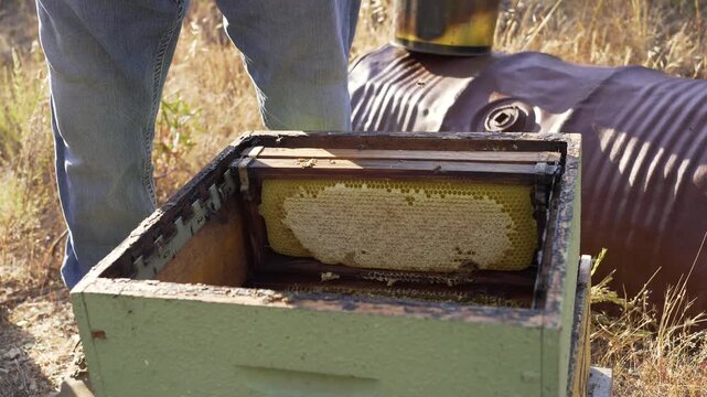 Steady close-up shot of a beekeeper carefully placing a honey-filled frame into a wooden hive, golden honey glistening in natural sunlight while bees move calmly across the honeycomb.