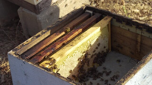 View of a wooden hive showing filled frames with bees clustering developing honeycomb, highlighting intricate patterns, organic structure, and the calm activity of the colony during harvesting season.