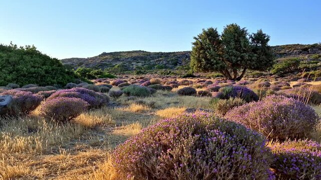 Stunning Cretan landscape where the phrygana turns violet with wild thyme blossoms, framed by an ancient juniper tree under the Greek sun near Elafonisi beach, Crete, Greece