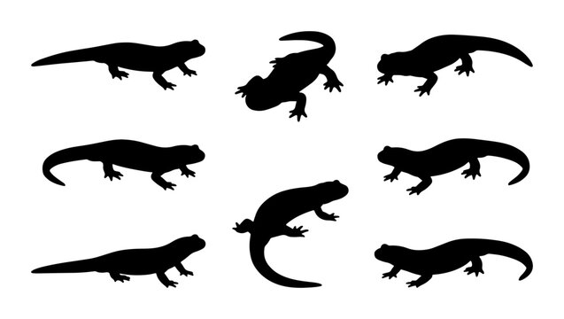 Salamander Silhouettes Collection, Reptile Vector Icons, Amphibian Wildlife Graphics, Black Animal Shapes