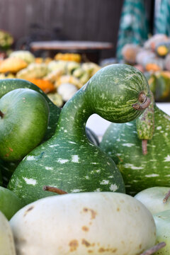 Green Kalebasse 'Speckled Swan' gourds