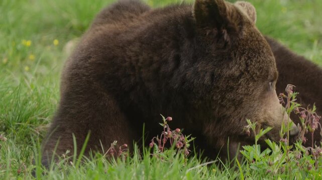Slow motion close-up of a Eurasian brown bear chewing thoughtfully, its head framed by delicate red wildflowers in the grass.