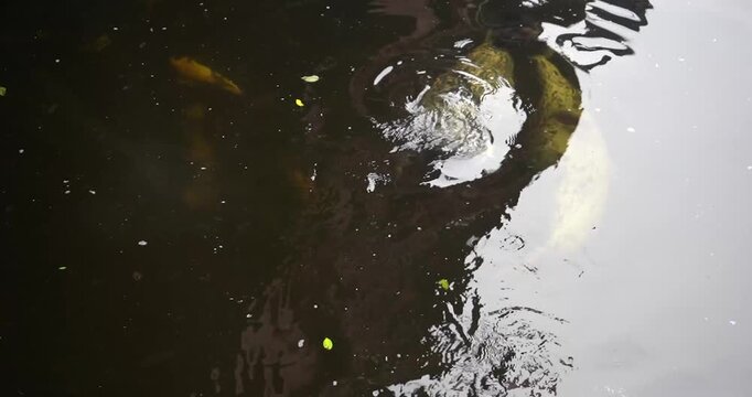 Two harbor seals playing in Ketchikan, Alaska creek