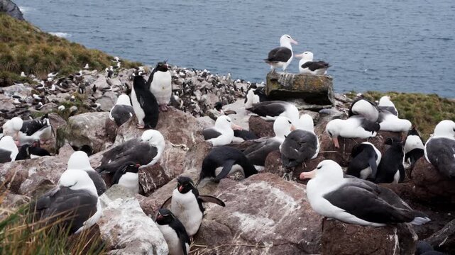 Albatross and penguins of the Falkland Islands