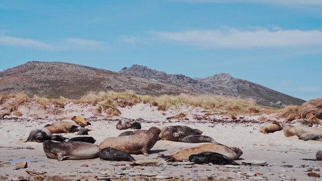 The coastal region of the Falkland Islands