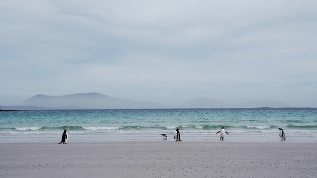 Penguins walking on the beach in the falklands