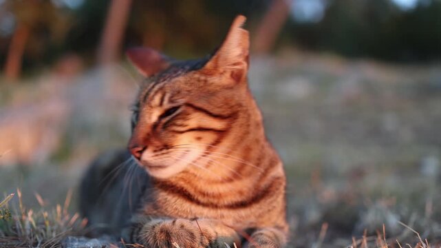 Stray tabby cat with an injured cloudy eye rests outdoors in warm evening sunlight showing the vulnerable life of homeless animals surviving without regular human care or shelter
cat