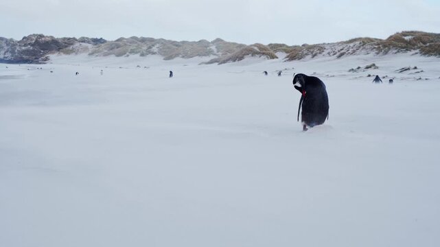 The coastal region of the Falkland Islands
