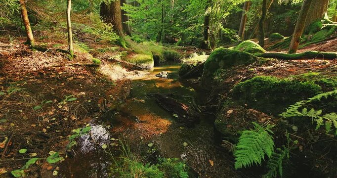 Crystal-clear forest stream gently flowing through a lush moss-covered woodland with a subtle camera zoom-in. Peaceful natural ambience featuring authentic flowing water sounds and tranquil scenery.