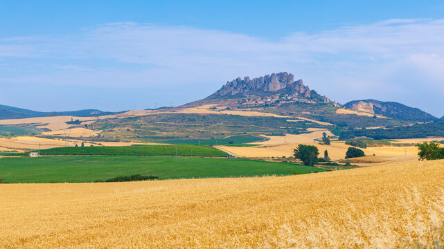 scenic view of golden wheat fields and hill town under clear blue sky in spain, La Rioja province, Cellorigo
