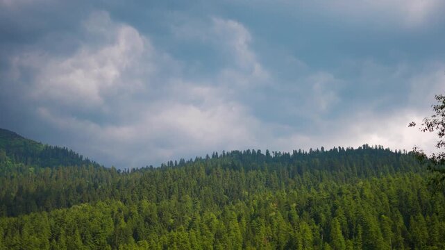 4K Landscape shot of dark monsoon clouds above the Pine tree forest on an Himalayan mountain range during the monsoon season as seen from Manali in Himachal Pradesh, India. Pine forest in Himalayas.