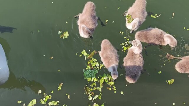 Close-up wildlife footage of newly hatched mute swan cygnets feeding on grass while swimming in a calm river. Peaceful spring family scene showing natural feeding behavior and parental care