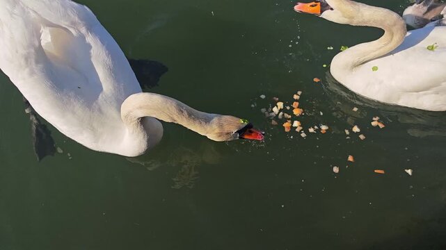 Close-up wildlife footage of a mute swan family feeding on small pieces of bread in a calm river. Adult swans and newly hatched cygnets gather together during feeding in a peaceful spring setting