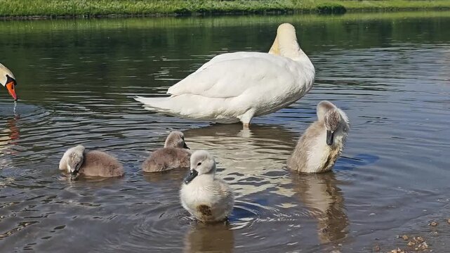 Close-up wildlife footage of a mute swan mother and newly hatched cygnets resting and preening on calm water. Peaceful spring family scene showing natural grooming behavior.