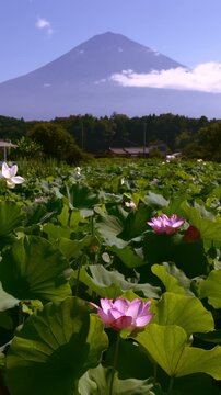 静岡県富士宮市の蓮池より望む満開の蓮と夏の富士山の等倍速映像（縦・ズームアウト）