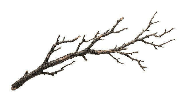 Single bare tree branch isolated on white background.
