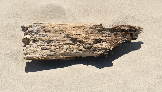 Old driftwood piece on a sandy beach close up.
