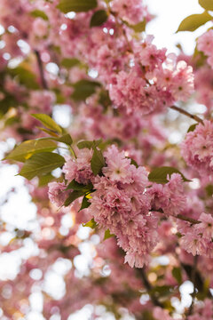 Hanging branch of blooming double pink sakura against soft blurred background.
