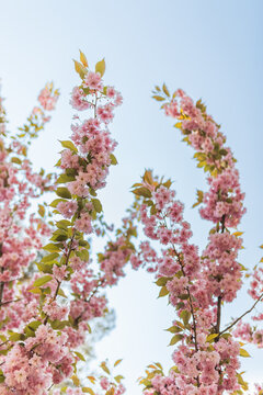 Tall branches of blooming sakura trees covered with pink flowers against a clear sky.