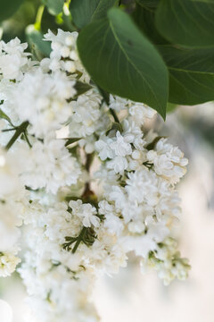 Branches of double white lilac flowers with fresh green leaves in warm sunlight.