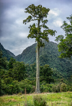 Solitaere Kahikatea Baeume auf Weideland bei Hari Hari, Wanganui River, Westcoast, Suedinsel, Neuseeland, Bergsilhouette und Wolkenhimmel, Relikte des Regenwaldes