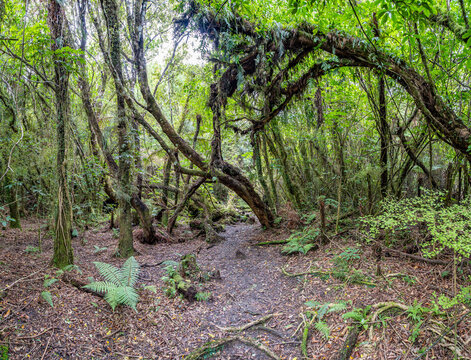 Dichter neuseelaendischer Regenwald am Wanganui River, gemaessigter Urwald mit Baumfarnen und moosbewachsenem Astbogen, schmaler Wanderpfad, Nordinsel, Neuseeland
