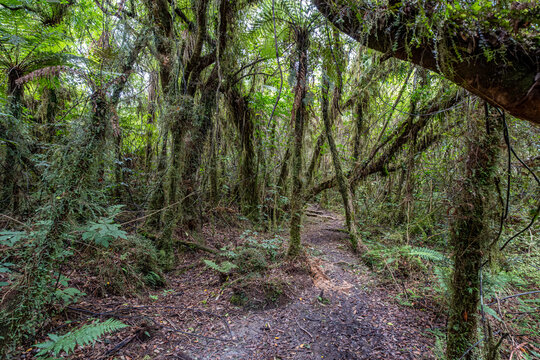 Dichter neuseelaendischer Regenwald am Wanganui River, gemaessigter Urwald mit Baumfarnen und moosbewachsenem Astbogen, schmaler Wanderpfad, Nordinsel, Neuseeland